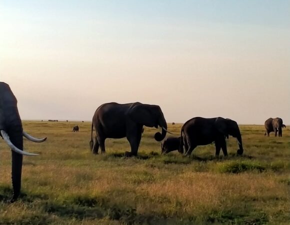 5 days Masai Mara, Naivasha & Nakuru Safari