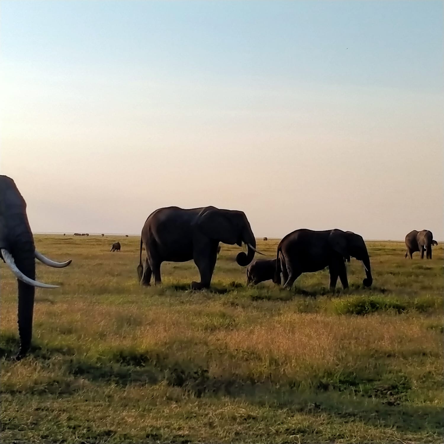 5 days Masai Mara, Naivasha & Nakuru Safari